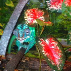 Rango