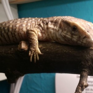 Maximus
