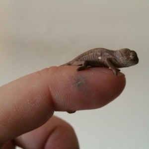 panther chameleons