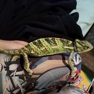 Reptar