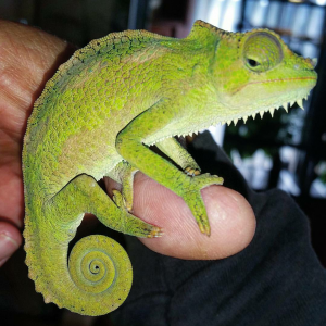 chameleons