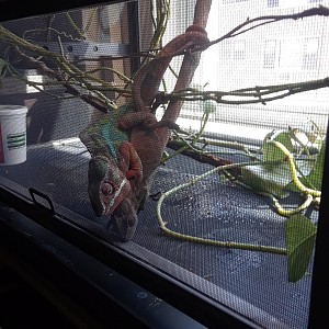 Alphakenc breeding diary
