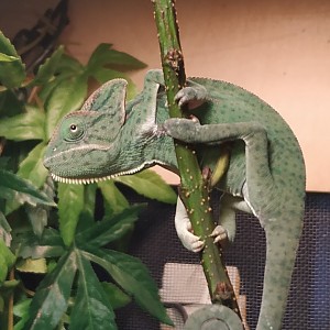 Alphakenc veiled babies