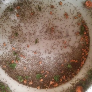 my gutloaded new born tiny crickets