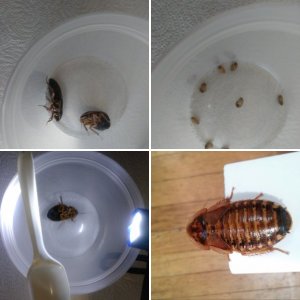 Dubia roaches