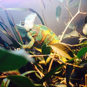 My veiled chameleon Leon