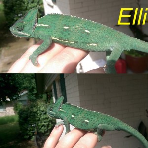 Chameleon Collage