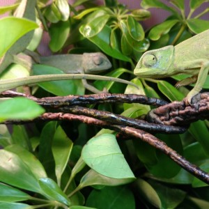 New Senegal group