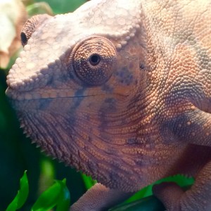 My Chameleons