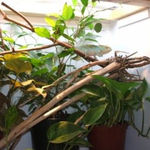 Extensionofgreen' chams and such