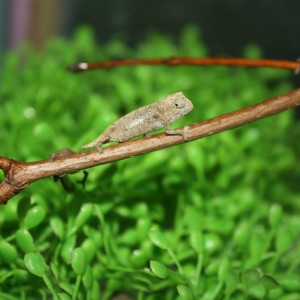 pygmy cham hatch