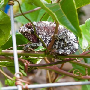 Gravid Female