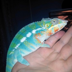 Little Nosy x Ambilobe