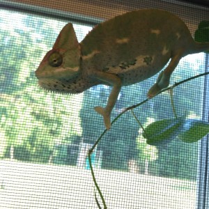My Chameleon