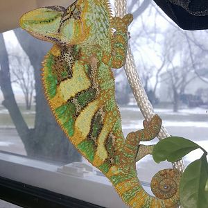 Bruce's adventures