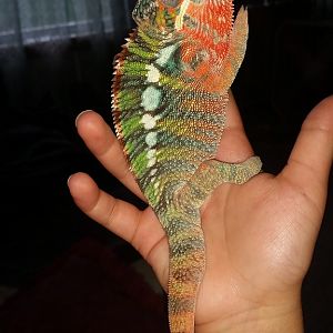 Panther Chameleon  (Sherbert)  Hatched Feb. 2016