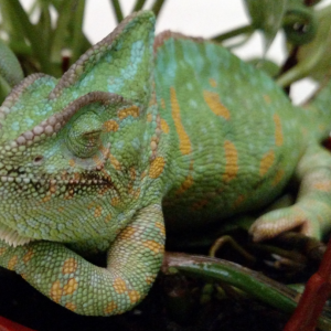 Save Artemis!