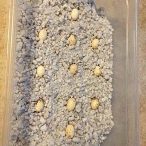 Incubating eggs