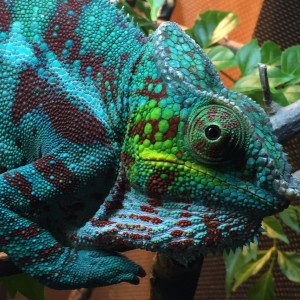 Jeppito