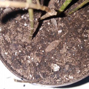 Spike