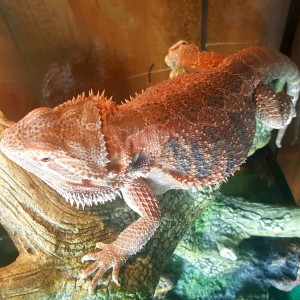Sofia the Bearded Dragon