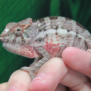 Rambo & Kimba clutch 2 mos
