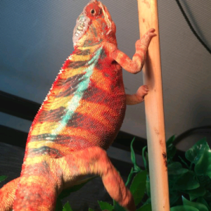 chameleons