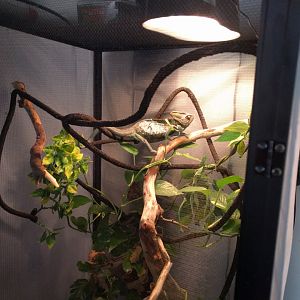 My Veiled, Echo.