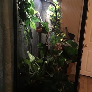 Veiled chameleon