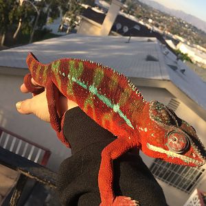 Mr. Mushu