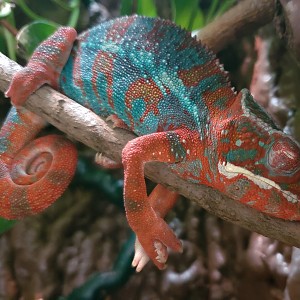 "Brother Joseph" Ambilobe Panther Chameleon from Kammerflage Kreations