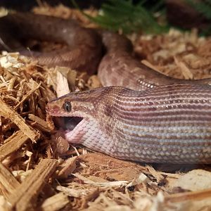 Arrow, our Colombian Rainbow Boa Constrictor