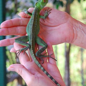 Frankie my green basilisk 8/15/16 to 3/24/17