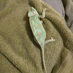 Pascal