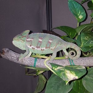 Veiled and Mountain Chameleon