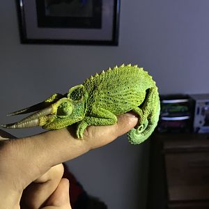 Jackson's Chameleon