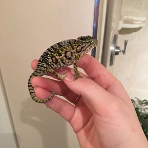 Past chameleons