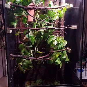 Modified Reptibreeze