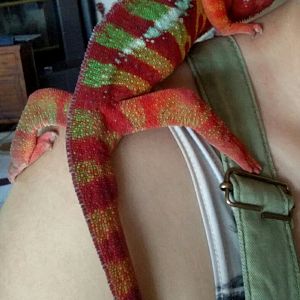 Ambilobes