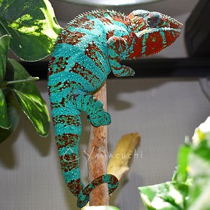 Ambilobe Panthers - Charles Yamaguchi