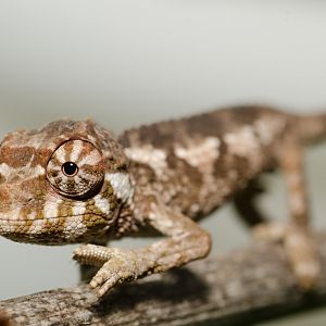 Baby xantholophus