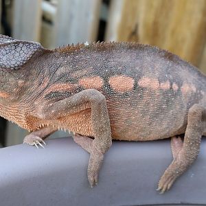 Red River Valley Exotics