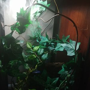 Sick Chameleon