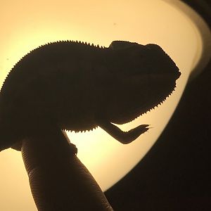 Nosey be female panther cham.