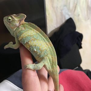 My chameleon Groot )