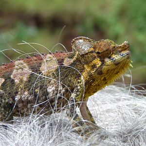 Chameleons in Uganda