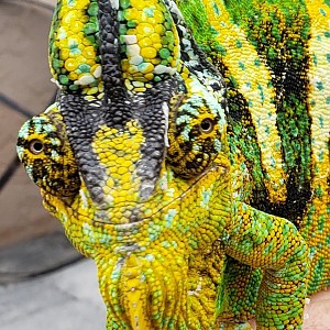 Toruk: My male veiled chameleon