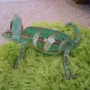 Oscar!
