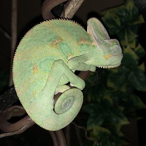 Yoshi