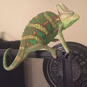 My Chameleon, Leopold